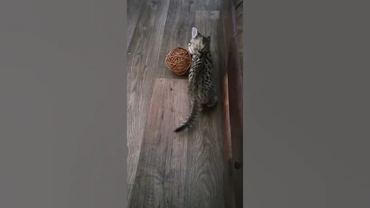 Video 6999771: snow bengal kitten, blue bengal kitten