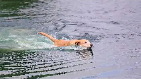 How cadaver dogs are helping to find drowning victims