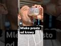 Pijemy mleko prosto od krowy 🐄