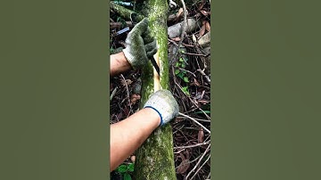 A tool for removing bark from trees #shorts