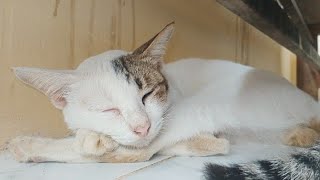 🐱 Kucing Kecil Tertidur Nyenyak | A Little Cat Sleeping Peacefully 🌙
