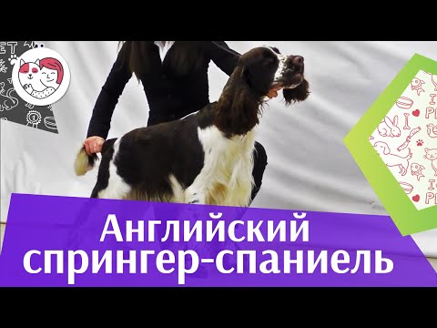 Английский спрингер-спаниель на ilikepet. Особенности породы, уход