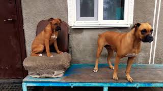 Боксеры шкодницы. Boxer Dogs.