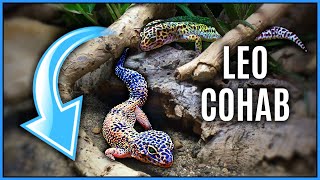 Can You Cohabitate Leopard Geckos? A Revision of Leopard Gecko Cohabitation ft. Reptiles & Research
