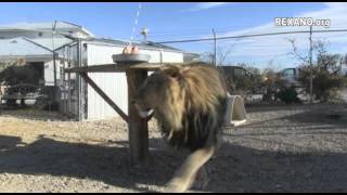 Lazy Lions 6Th B-Day