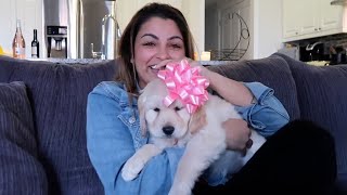 Should You Gift A Pet For The Holidays? | Pet Pointers