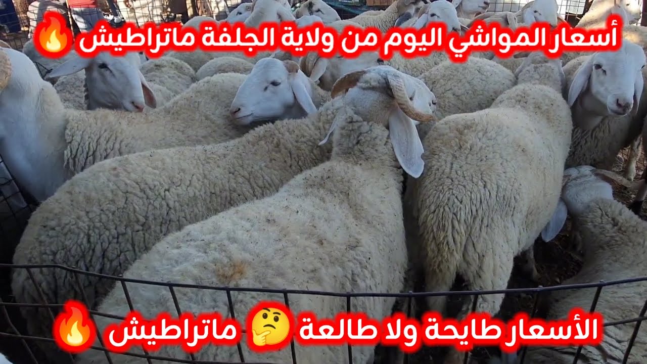 أسعار المواشي في الجزائر من ولاية الجلفة 13 جانفي 2026 تراجع محسوس في الأسعار اليوم