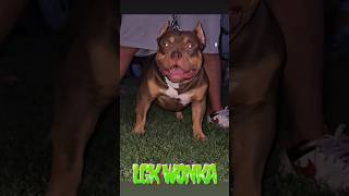 Littlegremlinkennels Willy Wonka Update Video At 9 Months American Pocket Bully