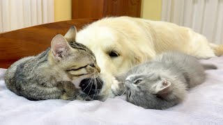 What Playful Kittens Do to Attract the Golden Retriever's Attention