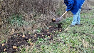 видео: Копаю картошку, скоро зима картинка: Копаю картошку, скоро зима
