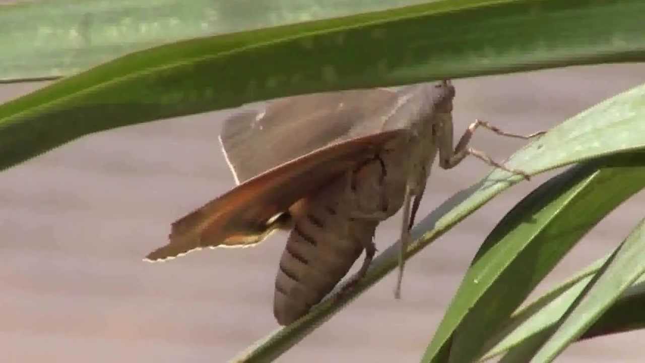 Male scratching behavior of Paysandisia archon