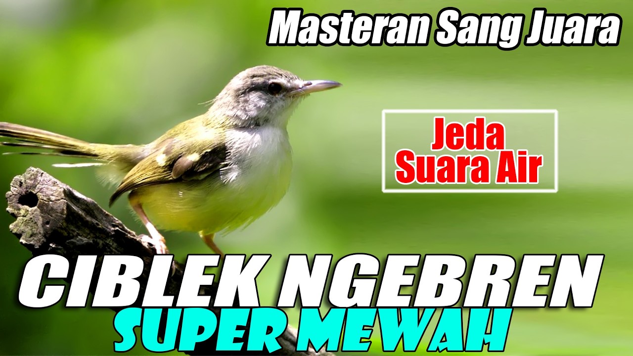MASTERAN CIBLEK AK 47 GACOR SUPER NGEBREN | AUDIO JERNIH JEDA SUARA AIR