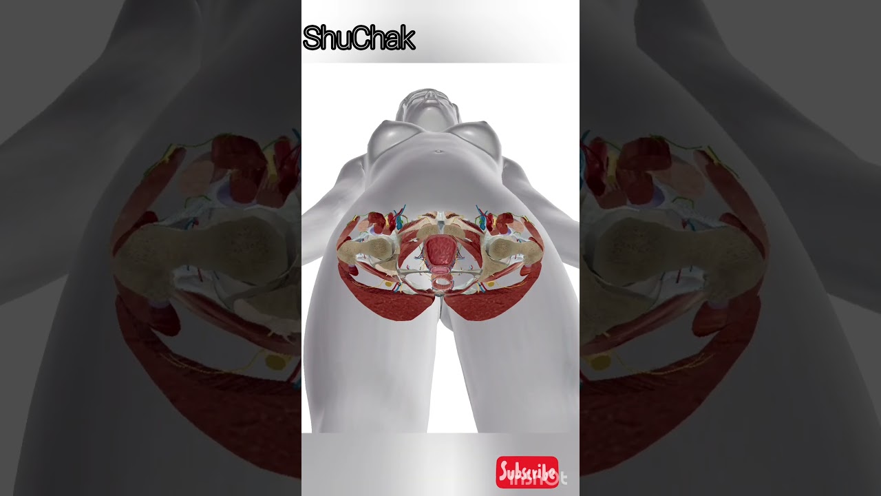 cross section of pelvic of human female 