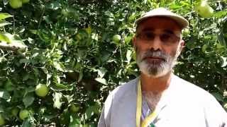 Medfly control in apple, pear and peach orchards at Ramat Magshimim (Israel)