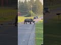 My road, my rules… ducks can pass 🦆😂  #animals #animalentertainment #animalvideos #funny #cute