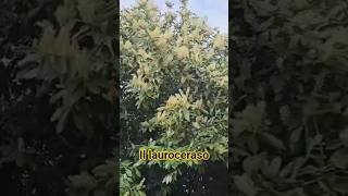 Api su fiori di lauroceraso (Prunus laurocerasus): la siepe dalle foglie tossiche!