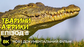Дика природа Африки - #8 | 8K HDR Документальний фільм про тварин Національного парку Чобе, Ботсвана