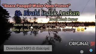 Suara panggil walet birahi induk anakan musim hujan 128 Original