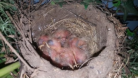 Robins Nesting Part 3 - Time Lapse Video