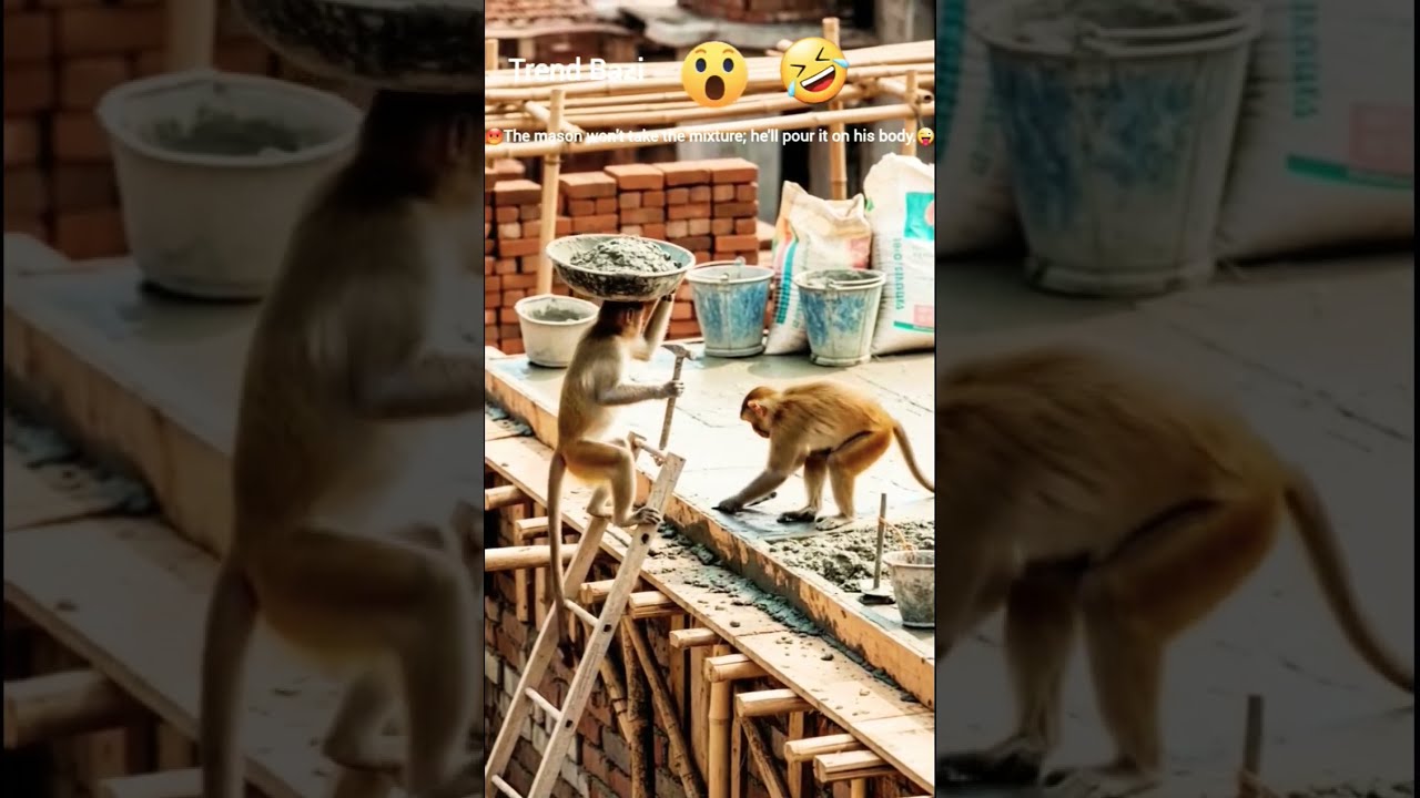  Real Monkeys Doing Construction Work Carrying Cement Like Masons Indian Site Scene 2025
