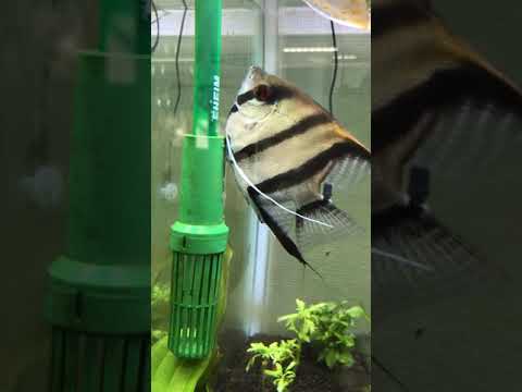 産卵するエンゼルフィッシュvsエーハイム2215の吸引力 熱帯魚 アクアリウム 繁殖 シクリッド フィルター 新店舗 福岡市 姪浜 オススメ おすすめ Aquarium Youtube