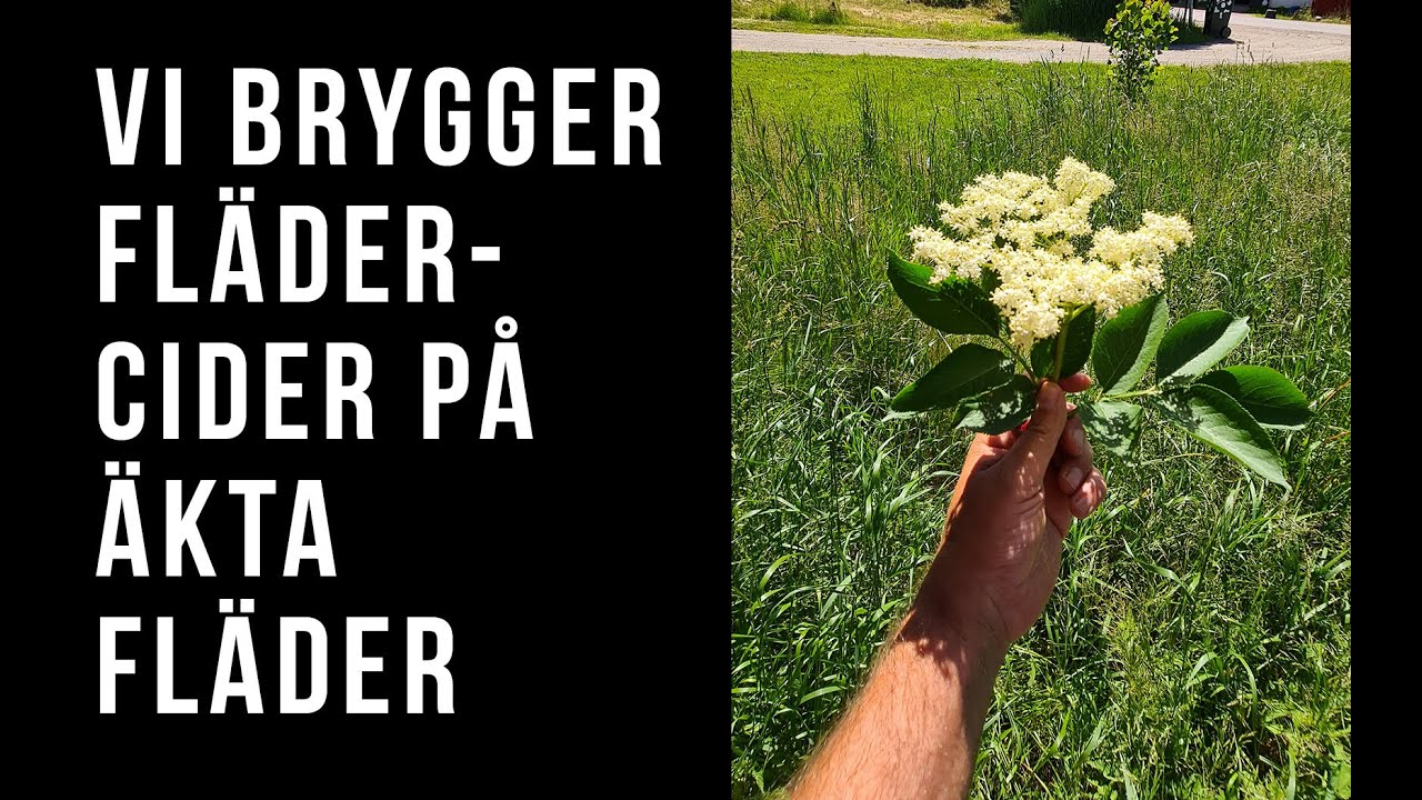 Vi brygger äkta flädercider på blommor