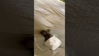 Trane XV90 Furnace 3 Flashing Red Lights Fixed Again. #shortsfeed #furnace #hvac #repair