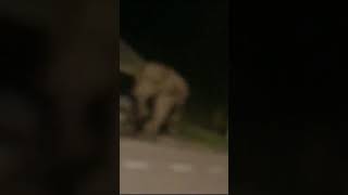 Viral Gajah Kejar Kereta Lokasi Kota Tinggi, Johor