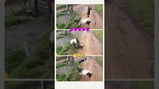 Aditya Official YT #bhojpuri #trending #music#bhojpurisong #music #viaralshorts #bhojpurisong #viral