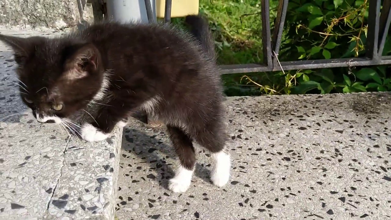 Kitten meowing and itching YouTube