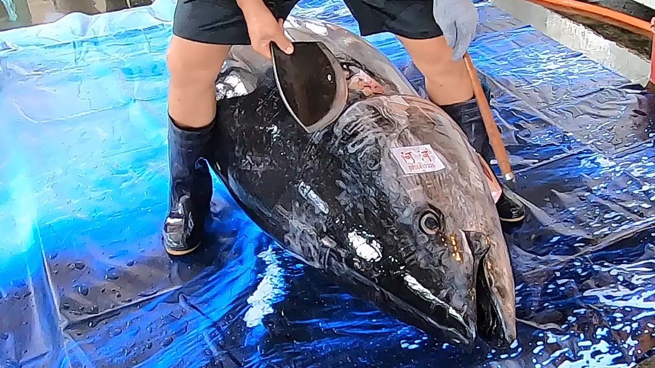 ⁣400 KG Giant Bluefin Tuna cutting for Sashimi - Bluefin Tuna cutting skill