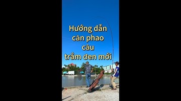 Hướng dẫn cân phao câu trắm đen mới.