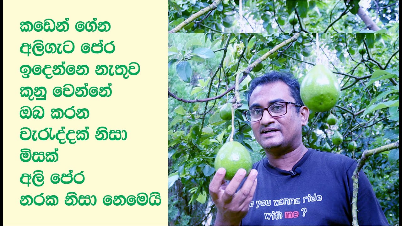 කඩේ තියෙන හොඳම අලිගැටපේර ගෙදර ගෙනාවම කුණු වෙන්නේ ඇයි / Why do good avocados rot at home?