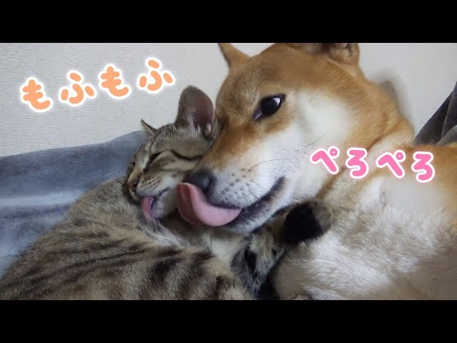 柴犬の毛はフカフカの枕♡子猫絶頂！--Kitten sleep a Shiba Inu in the pillow--