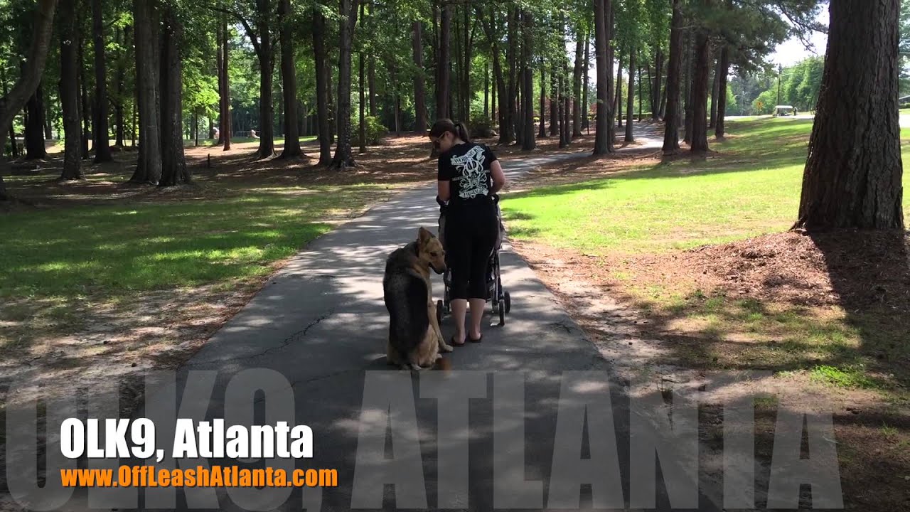 5 Year Old German Shepherd "Kaiser" Before/After Video | Dog Training Atlanta