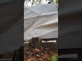 Fredom Seeds!               Guess the Brrrrrrtttt in comments