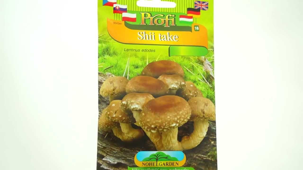 Shii Take (houba: Lentinus edodes) - sadba hub