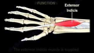 Anatomy Of The Extensor Indicis Muscle Everything You Need To Know Dr Nabil Ebraheim Youtube