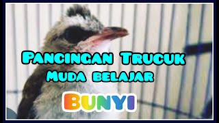 trucuk muda belajar NGEROPEL