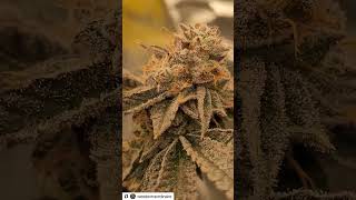 Grown under SunPlix G5 LED grow light