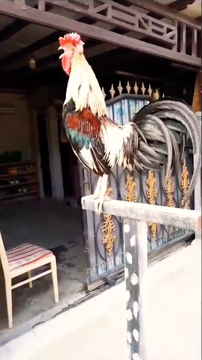The funniest sound of a chicken laughing