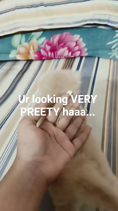 very preety🤣🤣 #ihavethisthingwithplants #funny #catvideos #cat #catcute #youtubeshorts #youtube