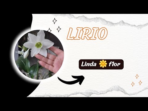 LIRIO 🍃🌹🍃