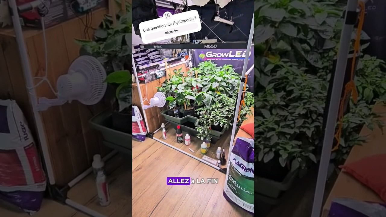 Découvrez simplement comment fonctionne un système hydroponique 