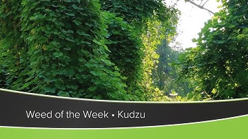 Weed of the Week #1176 Kudzu (Air Date 10-18-20)