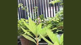 Download Lagu Sia sia MP3