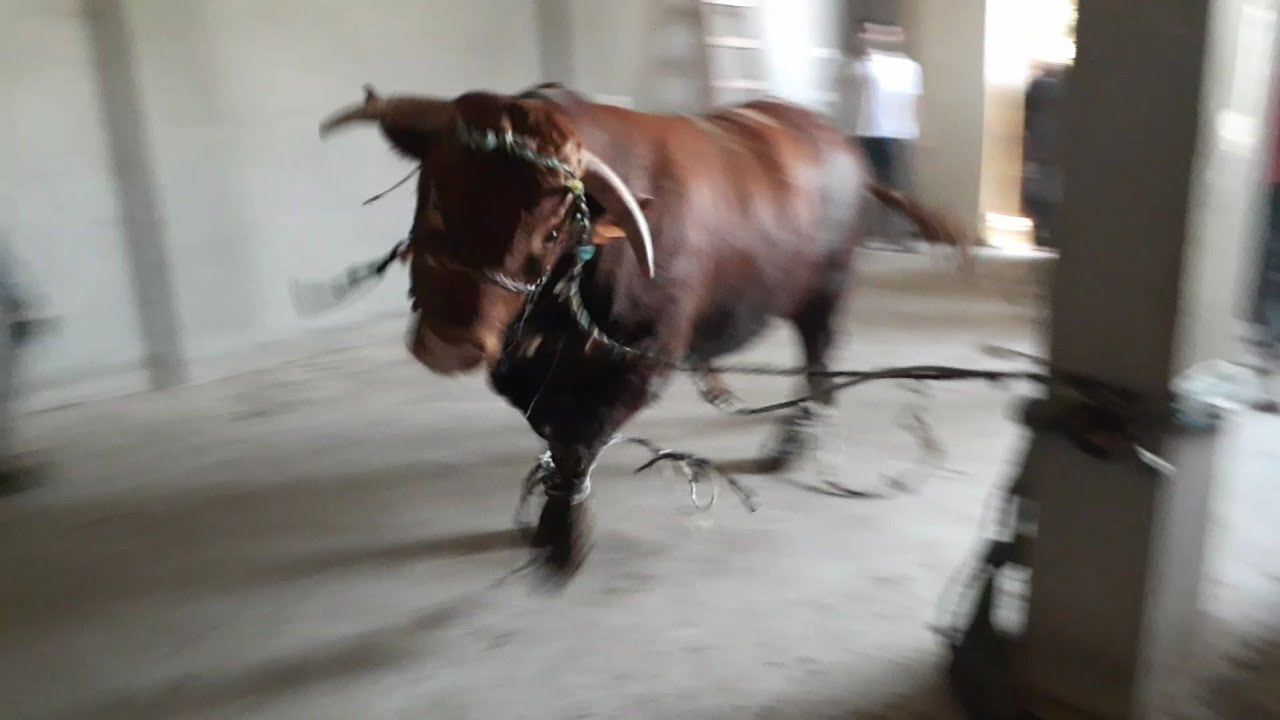 تنزيل عجل شراري لعائلة حدايد 2020_2021