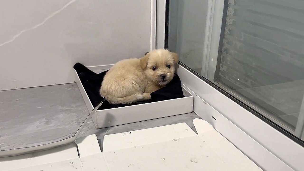 Так это ты всю ночь плакал под мостом… хорошо, что я тебя нашла