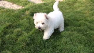 Bobee啵比-201311-3