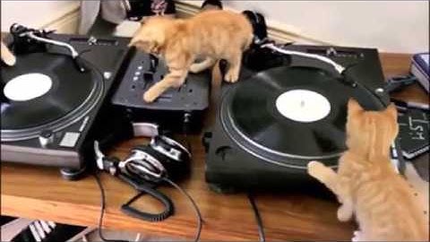 Autechre Kittens